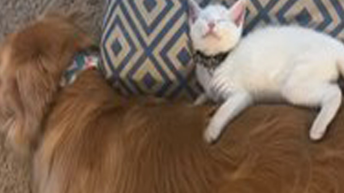 Razmaženi pas primio novu macu u obitelj na neočekivan način